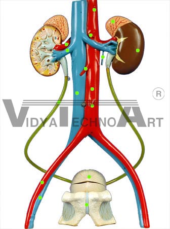 Urinary System - Anterior View